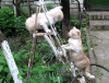 amazing_cat_fight_zps2a070119.gif