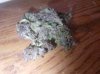 nug of Purp.jpg