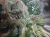 bakedp0tat0-486695-albums-firstgrow-picture2355534-cflharvest01c800x600.jpg