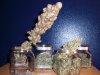 bakedp0tat0-486695-albums-firstgrow-picture2355537-cflharvest01f800x600.jpg