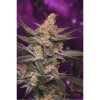 TGA Subcool Seeds Space Dawg-700x700.jpg