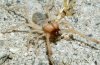 20070523_sunSpider.jpg