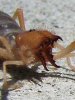 20070523_sunSpiderJaws.jpg