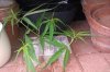 cuttings in water pic1 a.jpg