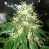 og-kush-004-close.jpg