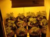 grow number one 008.jpg