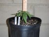 grow number one 004.jpg