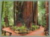 redwoods.jpg