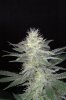 Romulan_Day35_sideflower.jpg