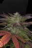 20121002_DankSinatra_harvest_side.jpg