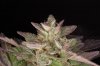 20121002_DankSinatra_harvest_closeup.jpg