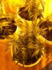 Blue Dream flower-week 1.jpg