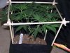 Scrog 13 022.jpg