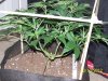 Scrog 13 025.jpg