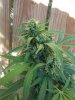 grow2012oct 001.jpg