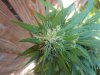 grow2012oct 002.jpg