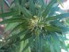 grow2012oct 007.jpg