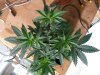 MT_seeds trimed 021.jpg