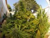 pot plants 161.jpg