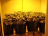 grow number one 027.jpg