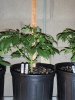 grow number one 010.jpg