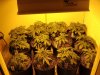 grow number one 020.jpg