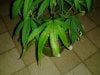 plant 001.jpg