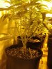 grow number one 021.jpg