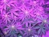 medical-marijuana-2nd-week-starting 044.jpg