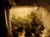 first grow 228.jpg