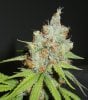 Sour Grape1 day 65.jpg