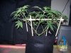 Scrog 14 019.jpg