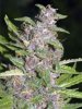 reeferman_seeds_early_purple_kush_.jpg