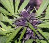 Purple-white-widow.jpg