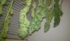 day 82 harvest.jpg