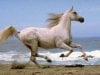 the-horse-03.jpg