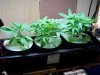 first grow 004.jpg