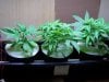 first grow 007.jpg