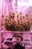 Sally Week12 Day1 Of Flower And Grow Room Pics 008 (533x800).jpg