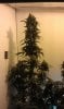 gimmethatfish-278699-albums-bcnl-bloombox-barney-s-farm-lsd-picture2395719-imag0064.jpg