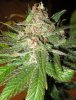 day46-bigredbud1.jpg