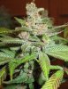 day46-bigredbud2.jpg