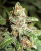 day46-bigredbud3.jpg