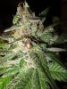 day46-bigredbud4.jpg