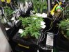 12.My next batch i have De sjamaan Feminised seeds lemon budd and dinafems white and blue widows.jpg