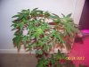 Party Grow 9 004.jpg