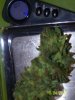 Party Grow Wet Weight 011.jpg