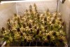 11-8-12 Sour OG harvest day (7).jpg