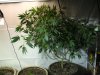 11-9-12 veg room 4 mother ice.jpg