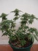 AK Last week of flowering 1.JPG